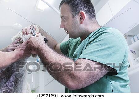 Vet examining a dog View Large Photo Image Stock Image - Vet examining a dog. Fotosearch