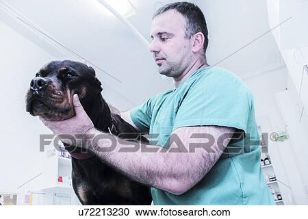 Vet examining a dog View Large Photo Image Stock Image - Vet examining a dog. Fotosearch