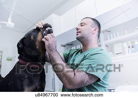 Vet examining a dog View Large Photo Image Stock Image - Vet examining a dog. Fotosearch