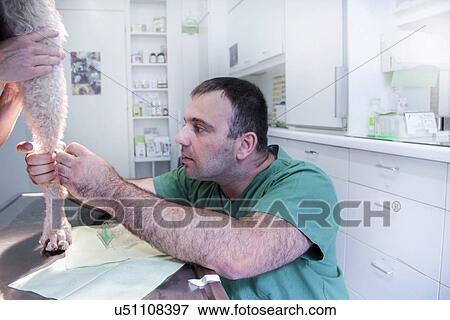 Stock Photo - Vet examining a dog. Fotosearch