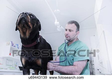 Stock Photo - Vet examining a dog. Fotosearch