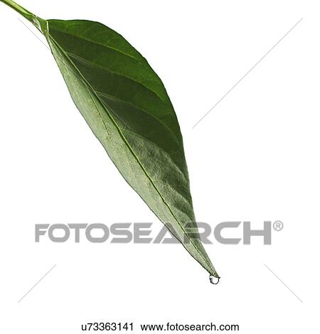 Water drop on leaf View Large Photo Image Stock Image - Water drop on leaf. Fotosearch