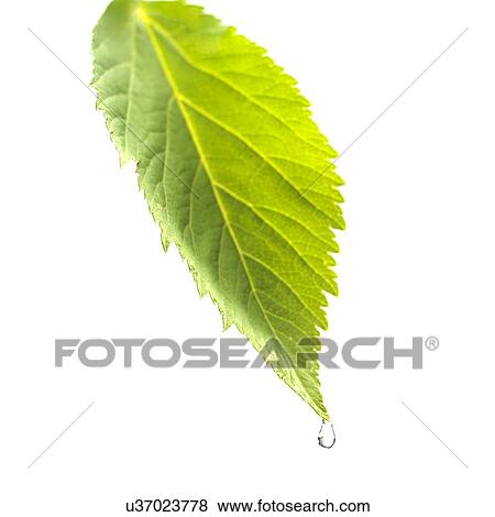 Water drop on leaf View Large Photo Image Stock Photo - Water drop on leaf. Fotosearch
