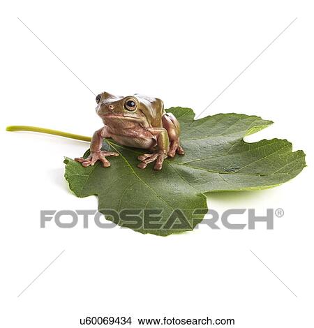 White's tree frog View Large Photo Image Picture - White's tree frog. Fotosearch