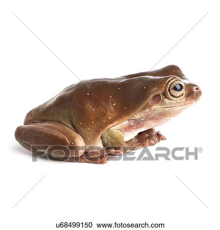 Stock Image - White's tree frog. Fotosearch