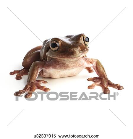 White's tree frog View Large Photo Image Stock Photography - White's tree frog. Fotosearch