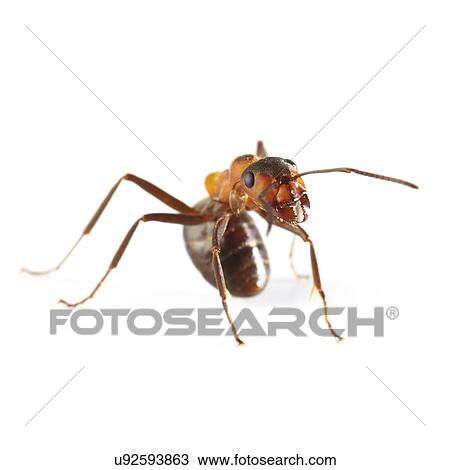 Stock Image - Wood ant. Fotosearch