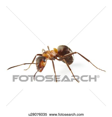 Wood ant View Large Photo Image Stock Photography - Wood ant. Fotosearch