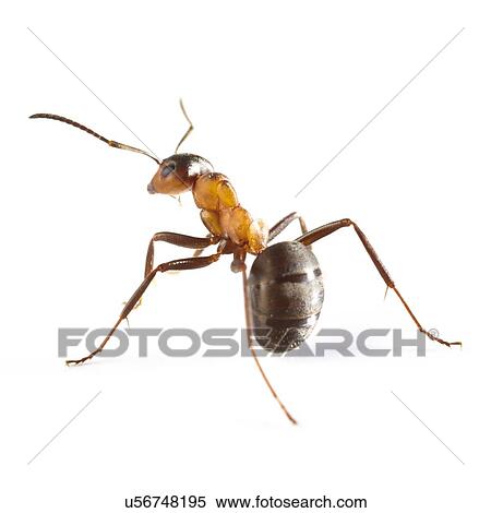 Stock Photography - Wood ant. Fotosearch
