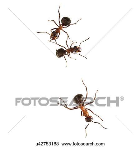 Wood ants View Large Photo Image Stock Photo - Wood ants. Fotosearch