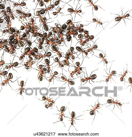 Stock Photo - Wood ants. Fotosearch