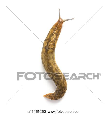 Yellow slug View Large Photo Image Stock Image - Yellow slug. Fotosearch