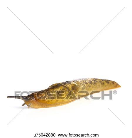 Stock Image - Yellow slug. Fotosearch