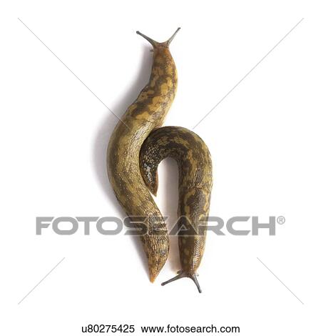 Stock Photography - Yellow slugs. Fotosearch