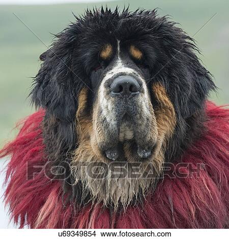 Picture - Close-up of a decorated Tibetan mastiff dog, Nagarze, Shannan, Tibet, China. Fotosearch