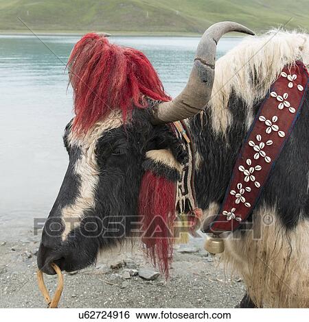 Close-up of a decorated Yak in front of Yamdrok Lake, Nagarze, Shannan, Tibet, China View Large Photo Image Stock Photograph - Close-up of a decorated Yak in front of Yamdrok Lake, Nagarze, Shannan, Tibet, China. Fotosearch