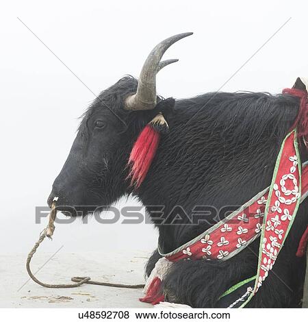 Close-up of a decorated Yak resting, Yamdrok Lake, Nagarze, Shannan, Tibet, China View Large Photo Image Stock Photo - Close-up of a decorated Yak resting, Yamdrok Lake, Nagarze, Shannan, Tibet, China. Fotosearch
