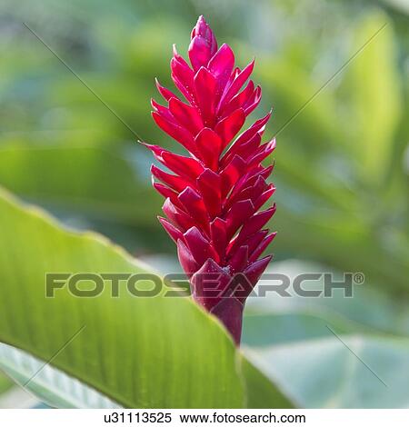 Close-up of a flowering tropical plant, Haleiwa, North Shore, Oahu, Hawaii, USA View Large Photo Image Stock Photography - Close-up of a flowering tropical plant, Haleiwa, North Shore, Oahu, Hawaii, USA. Fotosearch