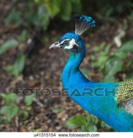 Picture - Close-up of a peacock, Haleiwa, North Shore, Oahu, Hawaii, USA. Fotosearch