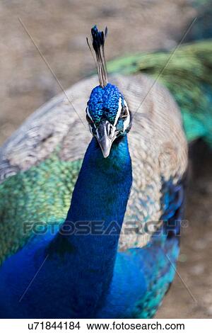 Picture - Close-up of a peacock, Haleiwa, North Shore, Oahu, Hawaii, USA. Fotosearch