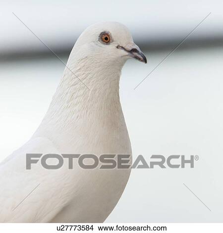 Picture - Close-up of a pigeon, Waikiki, Diamond Head, Kapahulu, St. Louis, Honolulu, Oahu, Hawaii, USA. Fotosearch