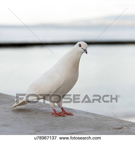 Stock Photo - Close-up of a pigeon, Waikiki, Honolulu, Oahu, Hawaii, USA. Fotosearch