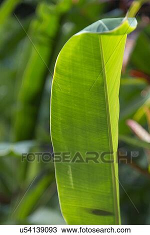 Close-up of a tropical plant leaf, Haleiwa, North Shore, Oahu, Hawaii, USA View Large Photo Image Stock Image - Close-up of a tropical plant leaf, Haleiwa, North Shore, Oahu, Hawaii, USA. Fotosearch