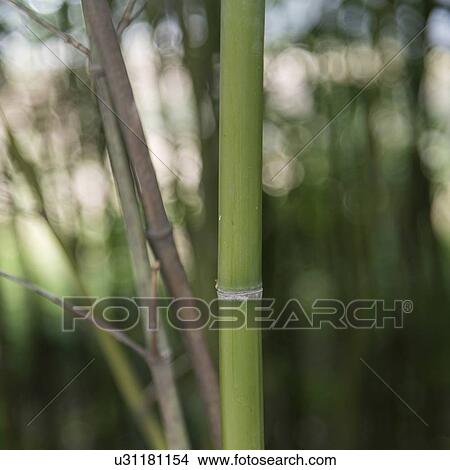 Close up of bamboo stalks at forest, Xi'an, Shaanxi, China. View Large Photo Image Picture - Close up of bamboo stalks at forest, Xi'an, Shaanxi, China.. Fotosearch