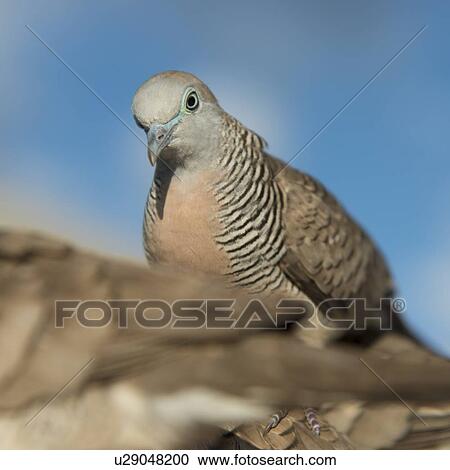 Close-up of pigeons, Waikiki, Diamond Head, Kapahulu, St. Louis, Honolulu, Oahu, Hawaii, USA View Large Photo Image Stock Image - Close-up of pigeons, Waikiki, Diamond Head, Kapahulu, St. Louis, Honolulu, Oahu, Hawaii, USA. Fotosearch