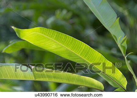 Close-up of tropical plant leaves, Haleiwa, North Shore, Oahu, Hawaii, USA View Large Photo Image Stock Photograph - Close-up of tropical plant leaves, Haleiwa, North Shore, Oahu, Hawaii, USA. Fotosearch