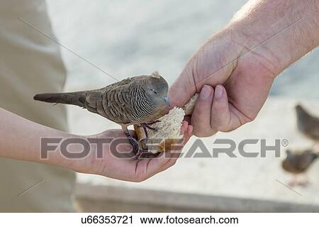 Stock Image - Couple feeding a pigeon, Waikiki, Diamond Head, Kapahulu, St. Louis, Honolulu, Oahu, Hawaii, USA. Fotosearch