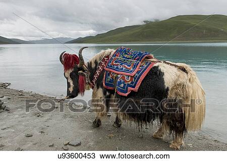 Decorated Yak in front of Yamdrok Lake, Nagarze, Shannan, Tibet, China View Large Photo Image Stock Image - Decorated Yak in front of Yamdrok Lake, Nagarze, Shannan, Tibet, China. Fotosearch