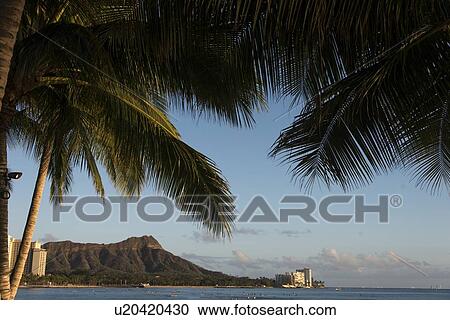 Diamond Head viewed through Palm trees, Waikiki, Honolulu, Oahu, Hawaii, USA View Large Photo Image Stock Image - Diamond Head viewed through Palm trees, Waikiki, Honolulu, Oahu, Hawaii, USA. Fotosearch