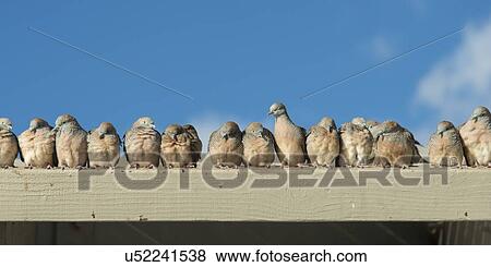 Flock of pigeons, Waikiki, Diamond Head, Kapahulu, Honolulu, Oahu, Hawaii, USA View Large Photo Image Stock Photo - Flock of pigeons, Waikiki, Diamond Head, Kapahulu, Honolulu, Oahu, Hawaii, USA. Fotosearch