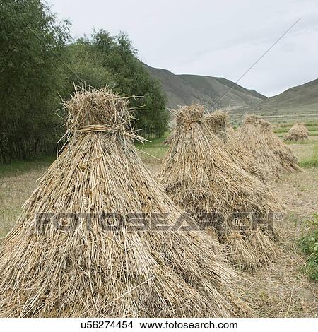 Picture - Harvested barley stack in field, Gonggar, Shannan, Tibet, China. Fotosearch