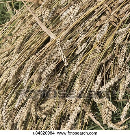Picture - Harvested barley stack in field, Quxu, Lhasa, Tibet, China. Fotosearch