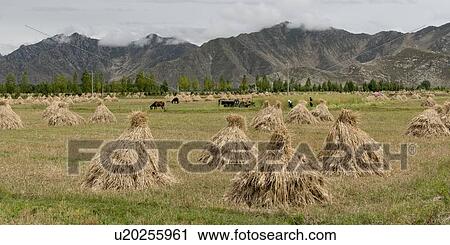 Stock Image - Harvested barley stacks in field, Quxu, Lhasa, Tibet, China. Fotosearch