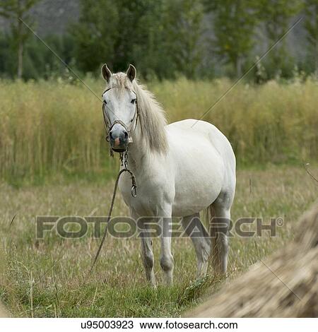 Horse standing in a field, Quxu, Lhasa, Tibet, China View Large Photo Image Stock Image - Horse standing in a field, Quxu, Lhasa, Tibet, China. Fotosearch