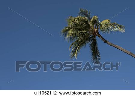 Stock Image - Low angle view of a palm tree, Waikiki, Honolulu, Oahu, Hawaii, USA. Fotosearch