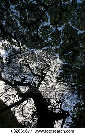 Low angle view of a tree, Haleiwa, North Shore, Oahu, Hawaii, USA View Large Photo Image Stock Photo - Low angle view of a tree, Haleiwa, North Shore, Oahu, Hawaii, USA. Fotosearch