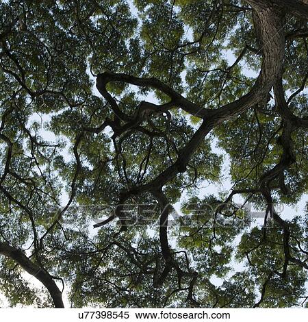 Stock Photography - Low angle view of a tree, Haleiwa, North Shore, Oahu, Hawaii, USA. Fotosearch