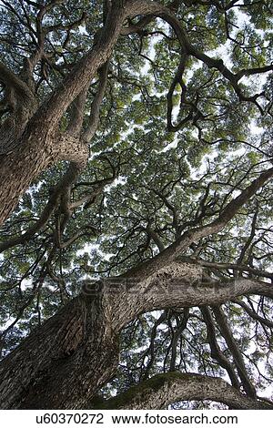 Stock Image - Low angle view of trees, Haleiwa, North Shore, Oahu, Hawaii, USA. Fotosearch