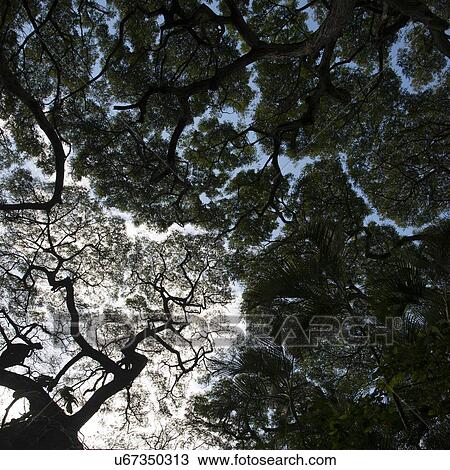 Stock Image - Low angle view of trees, Haleiwa, North Shore, Oahu, Hawaii, USA. Fotosearch