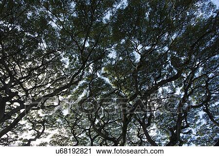 Low angle view of trees, Haleiwa, North Shore, Oahu, Hawaii, USA View Large Photo Image Stock Image - Low angle view of trees, Haleiwa, North Shore, Oahu, Hawaii, USA. Fotosearch