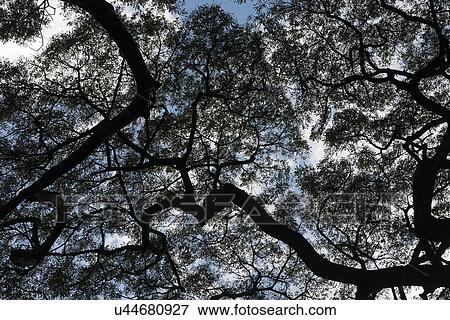 Low angle view of trees, Haleiwa, North Shore, Oahu, Hawaii, USA View Large Photo Image Stock Photo - Low angle view of trees, Haleiwa, North Shore, Oahu, Hawaii, USA. Fotosearch