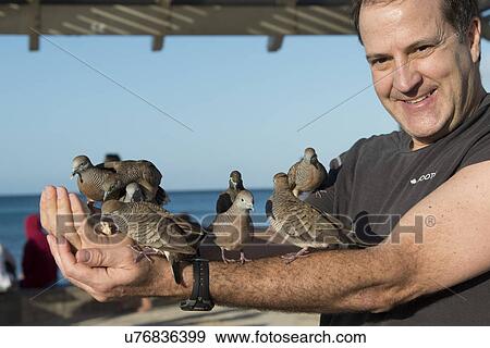 Stock Photo - Man feeding pigeons on his arm, Waikiki, Diamond Head, Kapahulu, Honolulu, Oahu, Hawaii, USA. Fotosearch