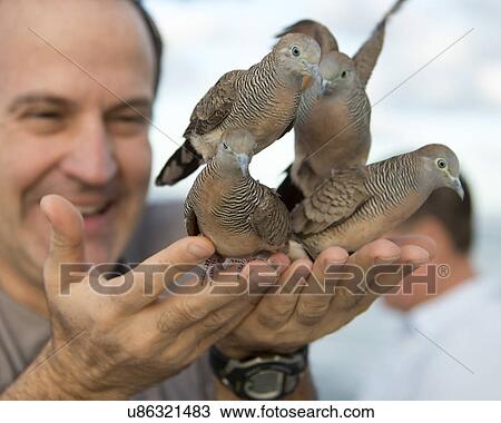Stock Image - Man feeding pigeons, Waikiki, Diamond Head, Kapahulu, Honolulu, Oahu, Hawaii, USA. Fotosearch