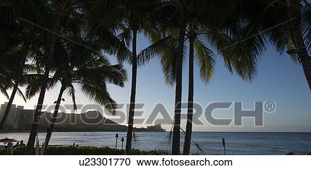 Palm trees on the beach, Waikiki, Honolulu, Oahu, Hawaii, USA View Large Photo Image Stock Image - Palm trees on the beach, Waikiki, Honolulu, Oahu, Hawaii, USA. Fotosearch