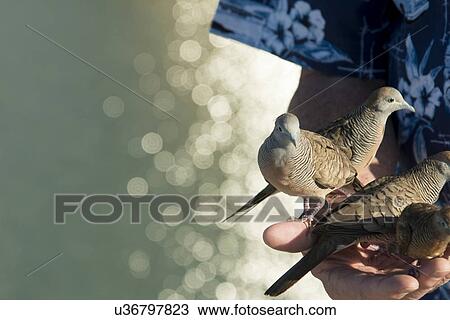 Person feeding pigeons, Waikiki, Diamond Head, Kapahulu, Honolulu, Oahu, Hawaii, USA View Large Photo Image Stock Image - Person feeding pigeons, Waikiki, Diamond Head, Kapahulu, Honolulu, Oahu, Hawaii, USA. Fotosearch