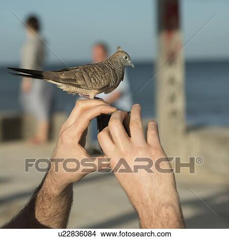 Person photographing with pigeon perching on his fingers, Waikiki, Honolulu, Oahu, Hawaii, USA View Large Photo Image Picture - Person photographing with pigeon perching on his fingers, Waikiki, Honolulu, Oahu, Hawaii, USA. Fotosearch